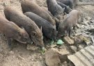 Lợn cỏ Sản phẩm lợi thế xã Phú Xuân