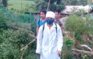 Xã Phú Xuân tổ chức tiêu hủy đàn lợn mắc dịch bệnh