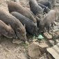 Lợn cỏ Sản phẩm lợi thế xã Phú Xuân